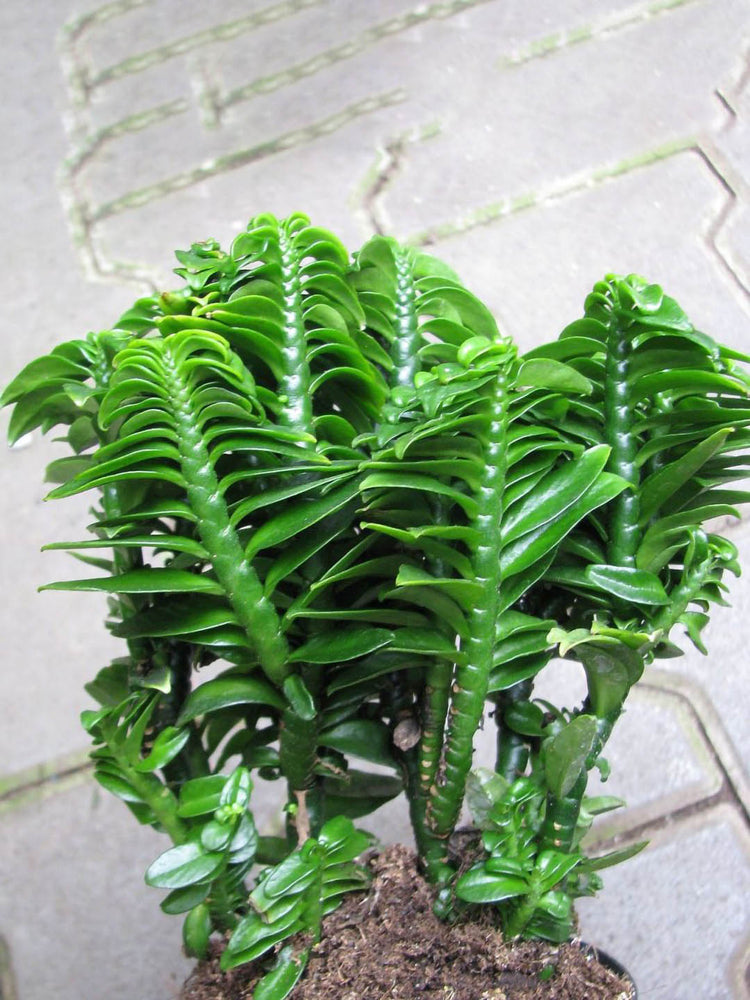 Pedilanthus Tithymaloides Nana