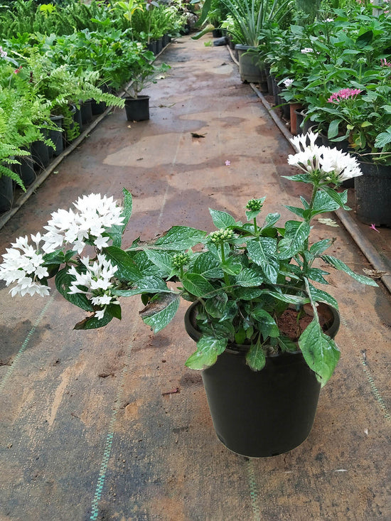 Pentas Lanceolata Butterfly White Plant or Egyptian StarCluster with Green coloured leaves and White coloured flower 