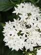 Pentas Lanceolata Butterfly White 