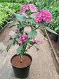Pentas Lanceolata Carnea Plant or Egyptian Star Cluster with Green coloured leaves and Reddish purple and White throat coloured flower 