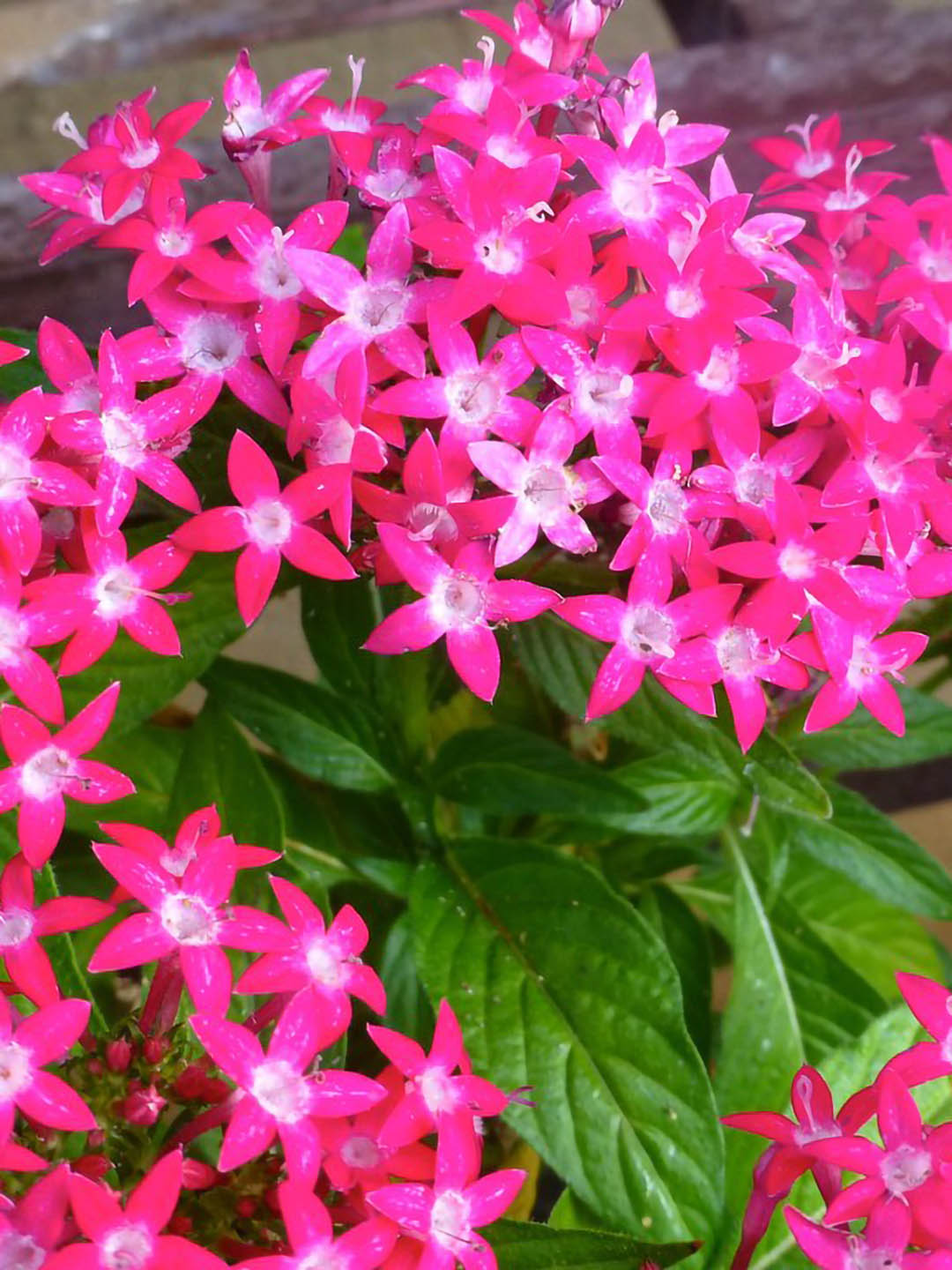 Pentas Lanceolata Carnea 