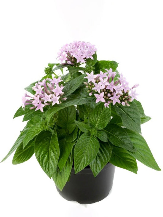 Pentas Lanceolata Lavender Plant or Egyptian StarCluster with Green coloured leaves and Lavender coloured flower 