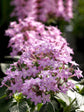 Pentas Lanceolata Lavender 