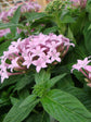 Pentas Lanceolata Lavender 