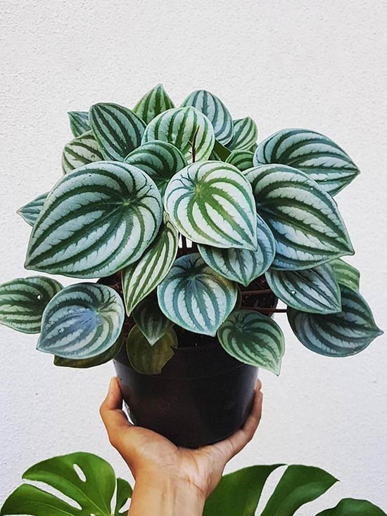 Peperomia Argyreia Plant or Watermelon Peperomia with Green Veins on Silver coloured leaves