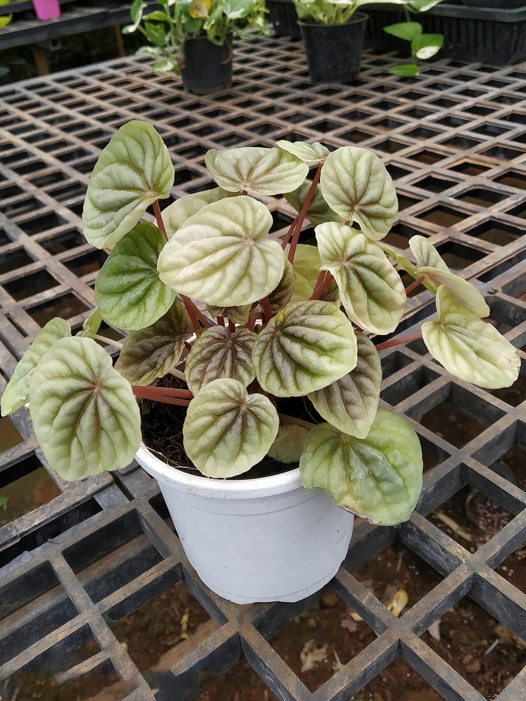 Peperomia Caperata Emerald Ripple Plant or American Rubber Plant with Green Veins on Frost Green coloured leaves and Green coloured flower 