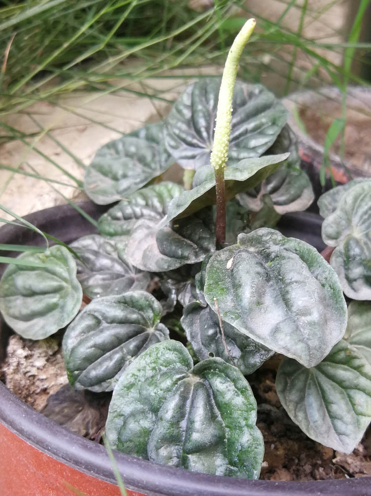 Peperomia Caperata Emerald Ripple 