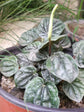 Peperomia Caperata Emerald Ripple 