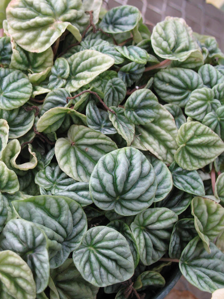 Peperomia Caperata Emerald Ripple 