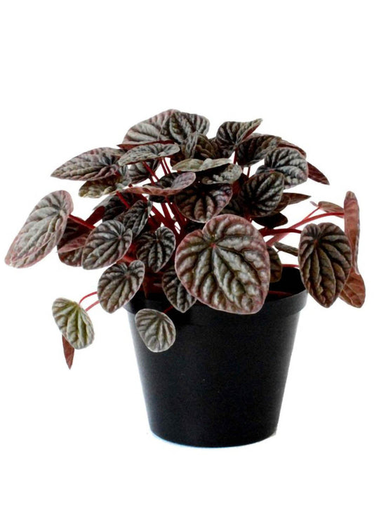 Peperomia Caperata Silver Ripple Black Plant or American Rubber Plant with Silver, Green, Dark coloured leaves and White coloured flower 