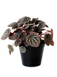 Peperomia Caperata Silver Ripple Black Plant or American Rubber Plant with Silver, Green, Dark coloured leaves and White coloured flower 