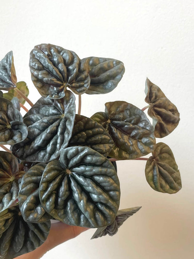 Peperomia Caperata Silver Ripple Black 