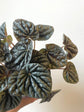 Peperomia Caperata Silver Ripple Black 