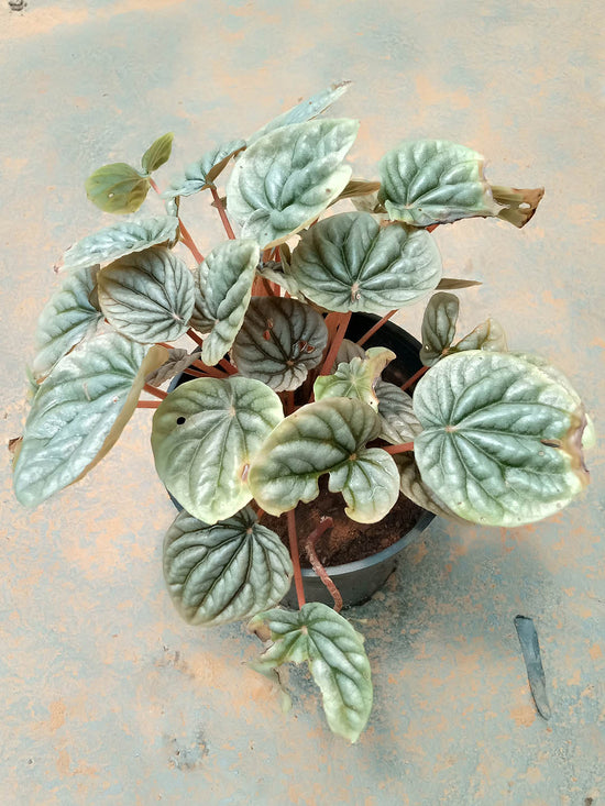 Peperomia Caperata Silver Ripple Green Plant or American Rubber Plant with Green, Silver/White coloured leaves and White coloured flower 