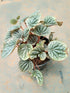 Peperomia Caperata Silver Ripple Green Plant or American Rubber Plant with Green, Silver/White coloured leaves and White coloured flower 