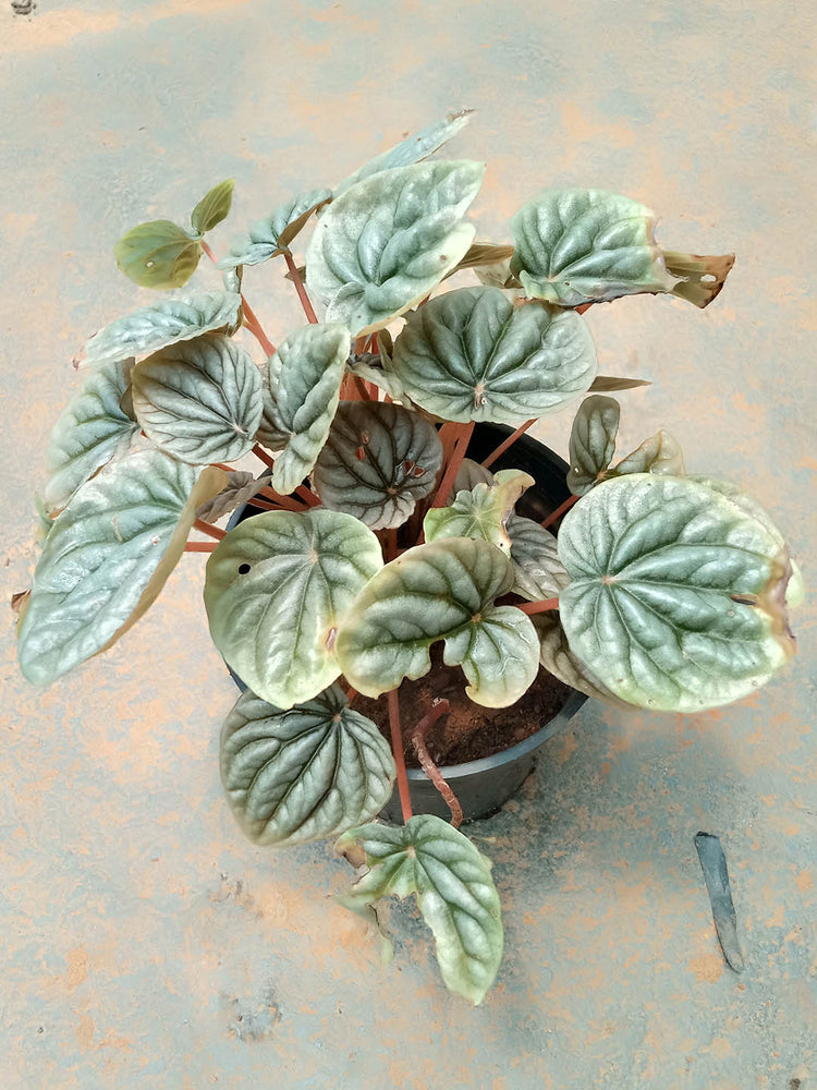 Peperomia Caperata Silver Ripple Green Plant or American Rubber Plant with Green, Silver/White coloured leaves and White coloured flower 