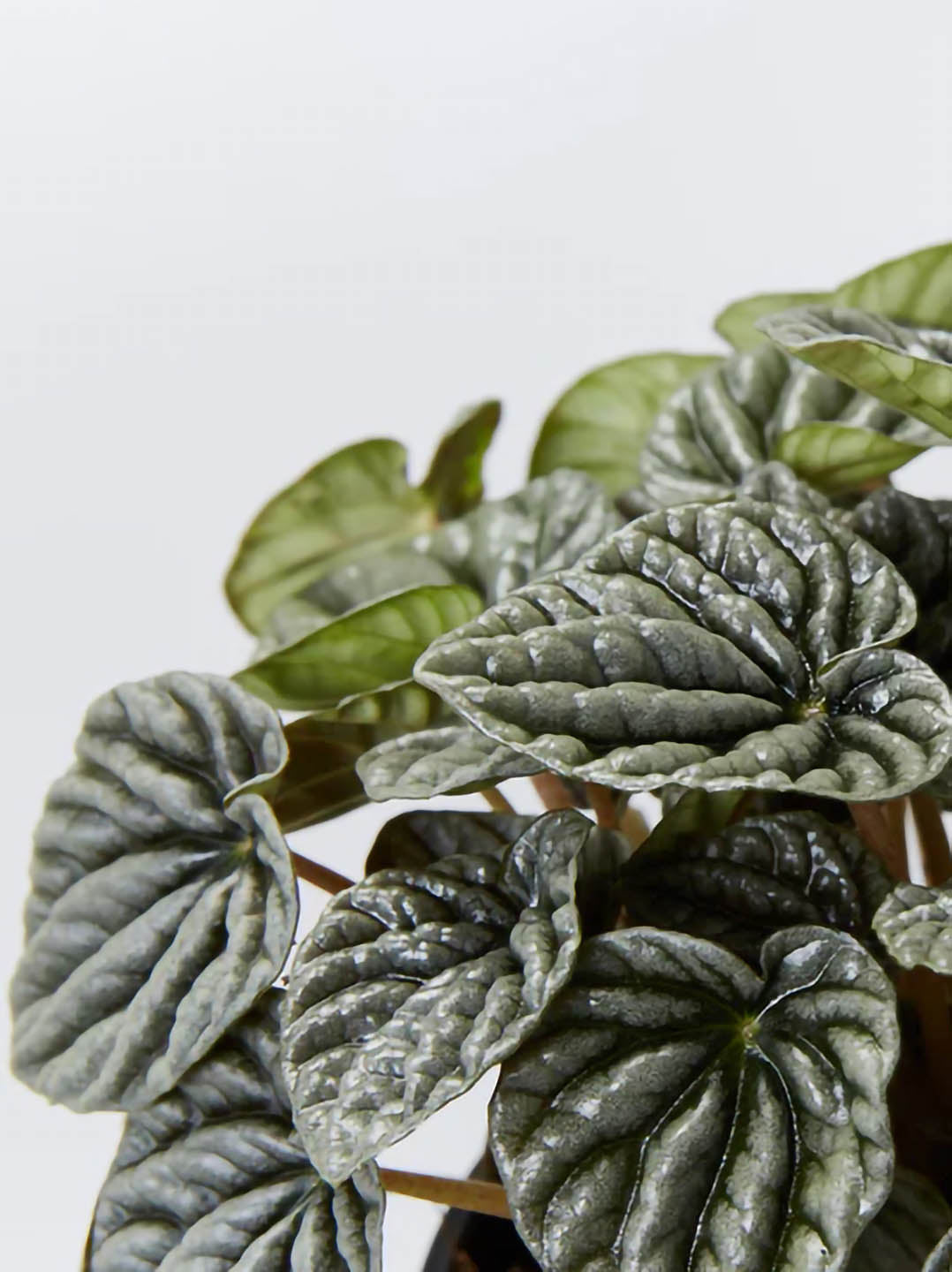Peperomia Caperata Silver Ripple Green 