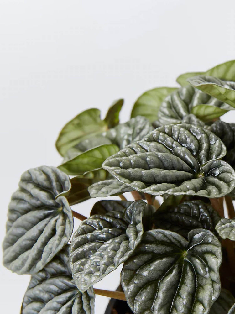 Peperomia Caperata Silver Ripple Green 