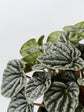 Peperomia Caperata Silver Ripple Green 