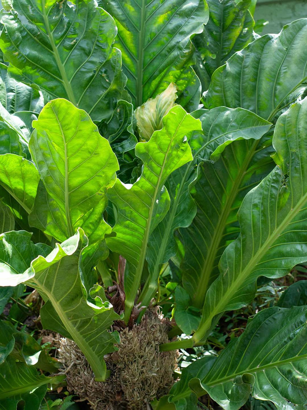 Anthurium Schlechtendalii