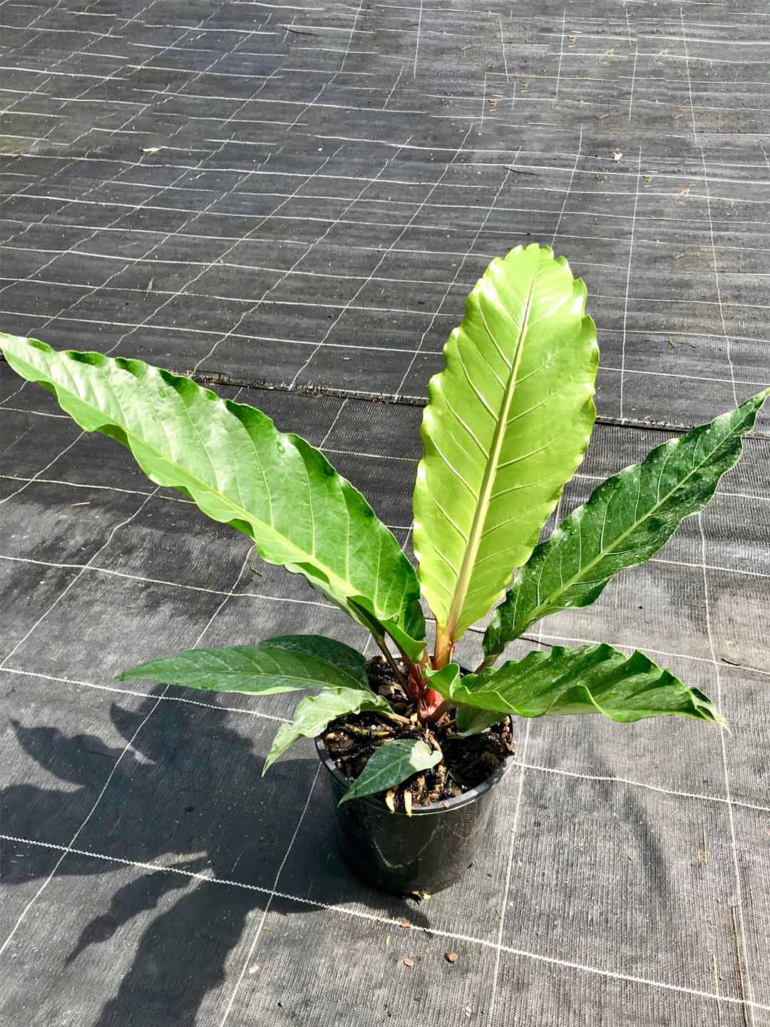 Anthurium Schlechtendalii Plant or Anthurium Plowmanii with Green coloured leaves and Red coloured flower 