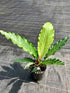 Anthurium Schlechtendalii Plant or Anthurium Plowmanii with Green coloured leaves and Red coloured flower 