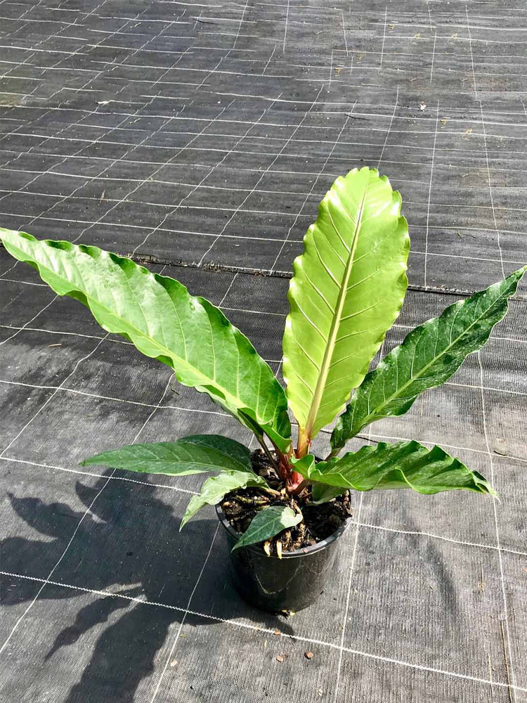 Anthurium Schlechtendalii Plant or Anthurium Plowmanii with Green coloured leaves and Red coloured flower 