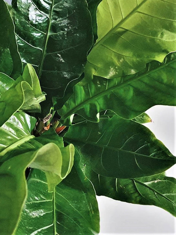 Anthurium Schlechtendalii