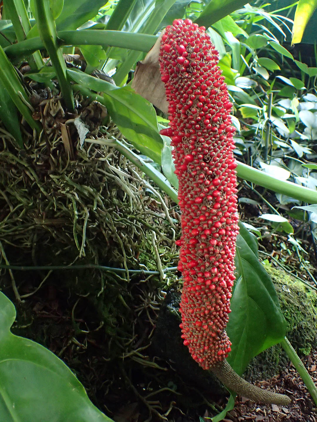 anthurium schlechtendalii care Anthurium Schlechtendalii – Potclay