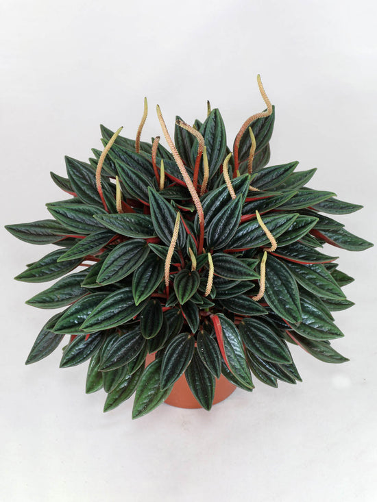 Peperomia Caperata Lilian Ripple Plant or Emerald Ripple with Green coloured leaves and Yellow coloured flower 