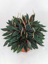 Peperomia Caperata Lilian Ripple Plant or Emerald Ripple with Green coloured leaves and Yellow coloured flower 