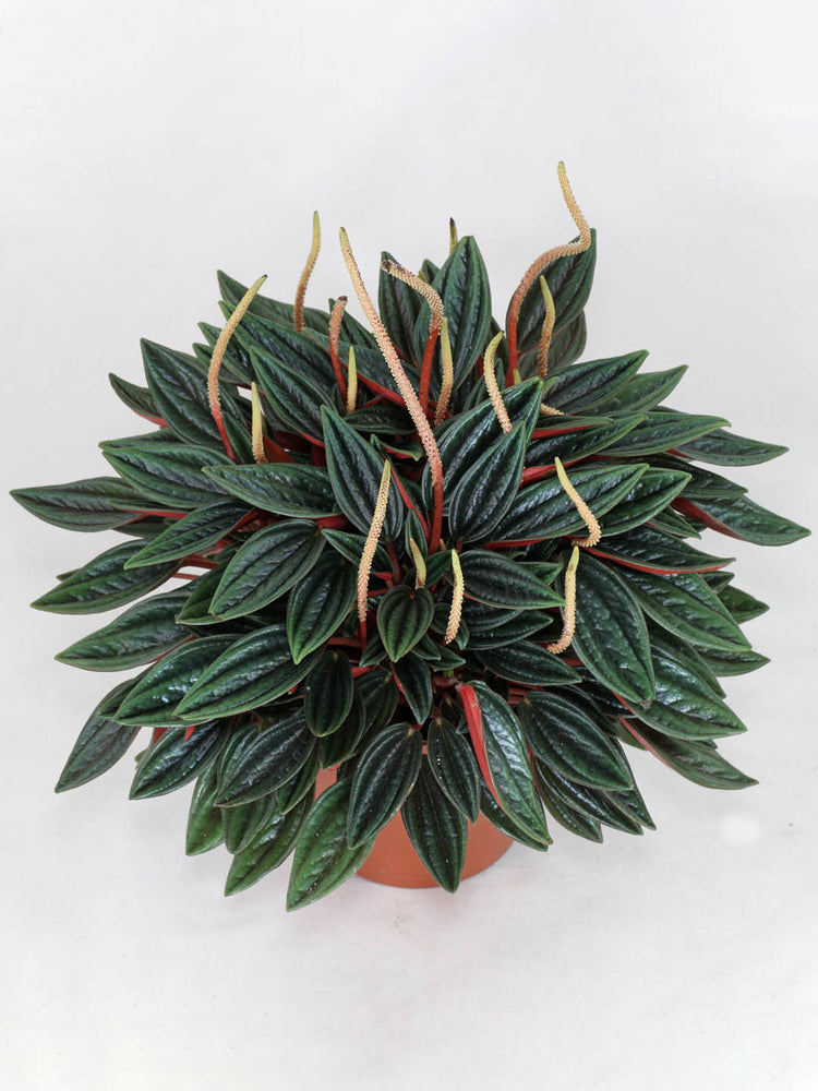 Peperomia Caperata Lilian Ripple Plant or Emerald Ripple with Green coloured leaves and Yellow coloured flower 