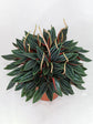 Peperomia Caperata Lilian Ripple Plant or Emerald Ripple with Green coloured leaves and Yellow coloured flower 