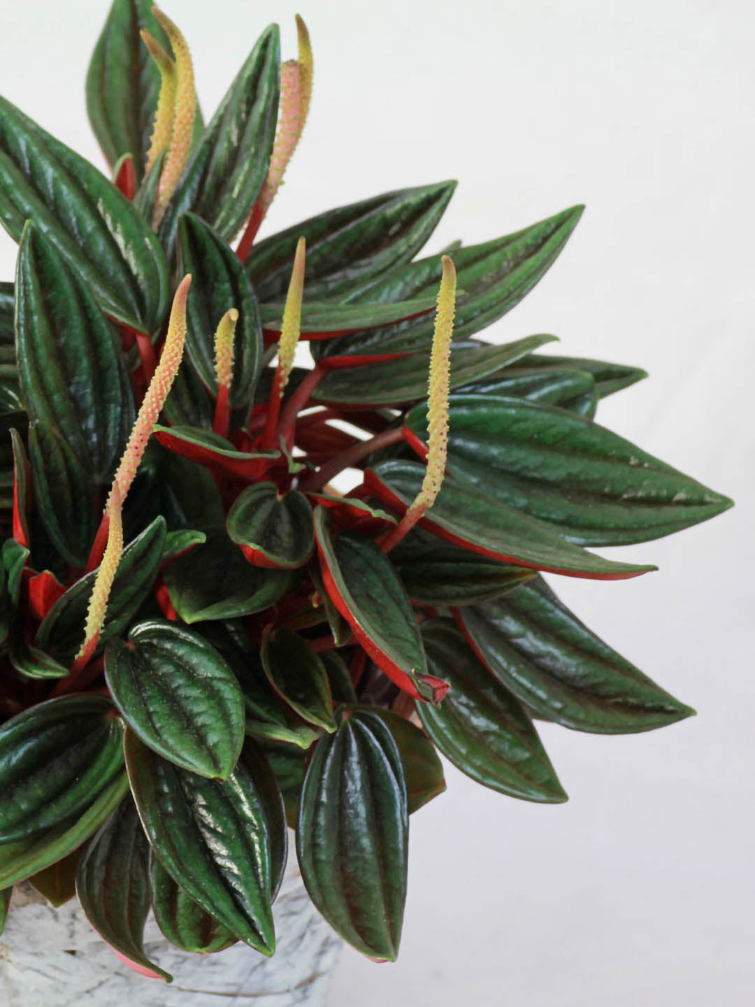 Peperomia Caperata Lilian Ripple 