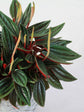 Peperomia Caperata Lilian Ripple 