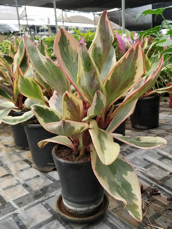 Peperomia Ginny Rainbow Plant or American Rubber Plant with Green with Yellow and Pink Border coloured leaves
