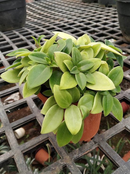 Peperomia Glabella Plant or Cypress Peperomia with Green coloured leaves