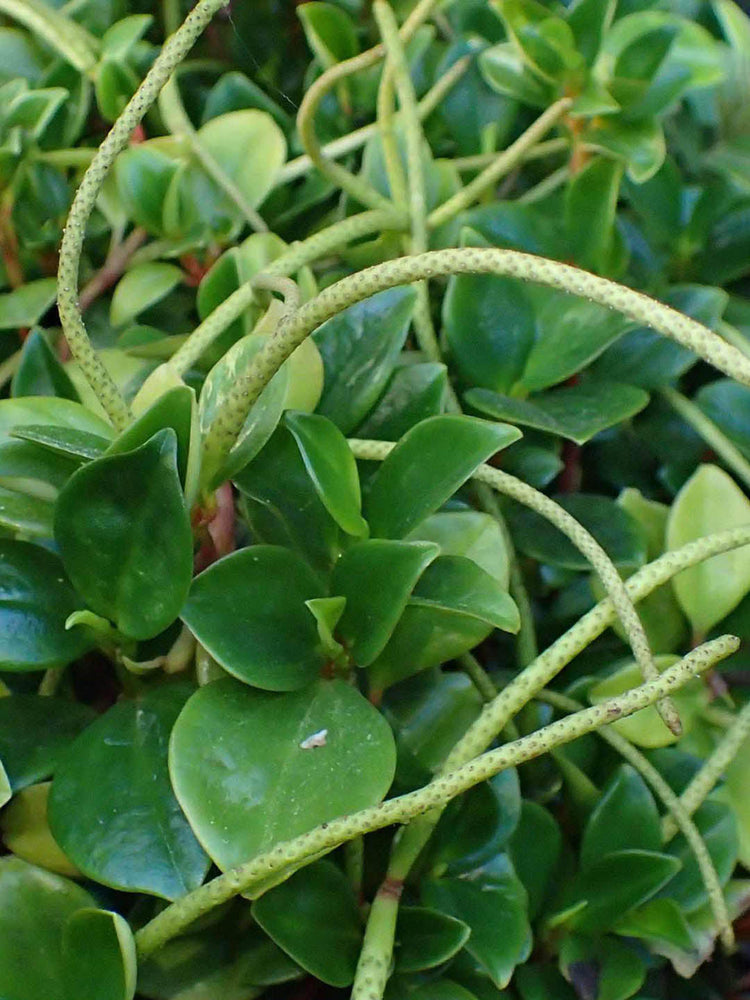 Peperomia Glabella