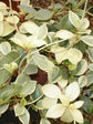 Peperomia Glabella