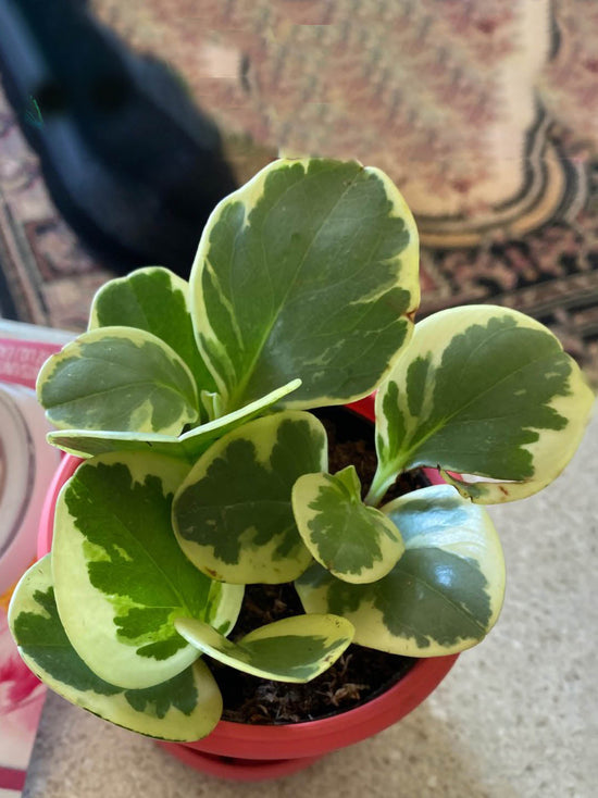 Peperomia Magnoliifolia Plant or Baby rubber plant with Green and Yellow Mixed coloured leaves