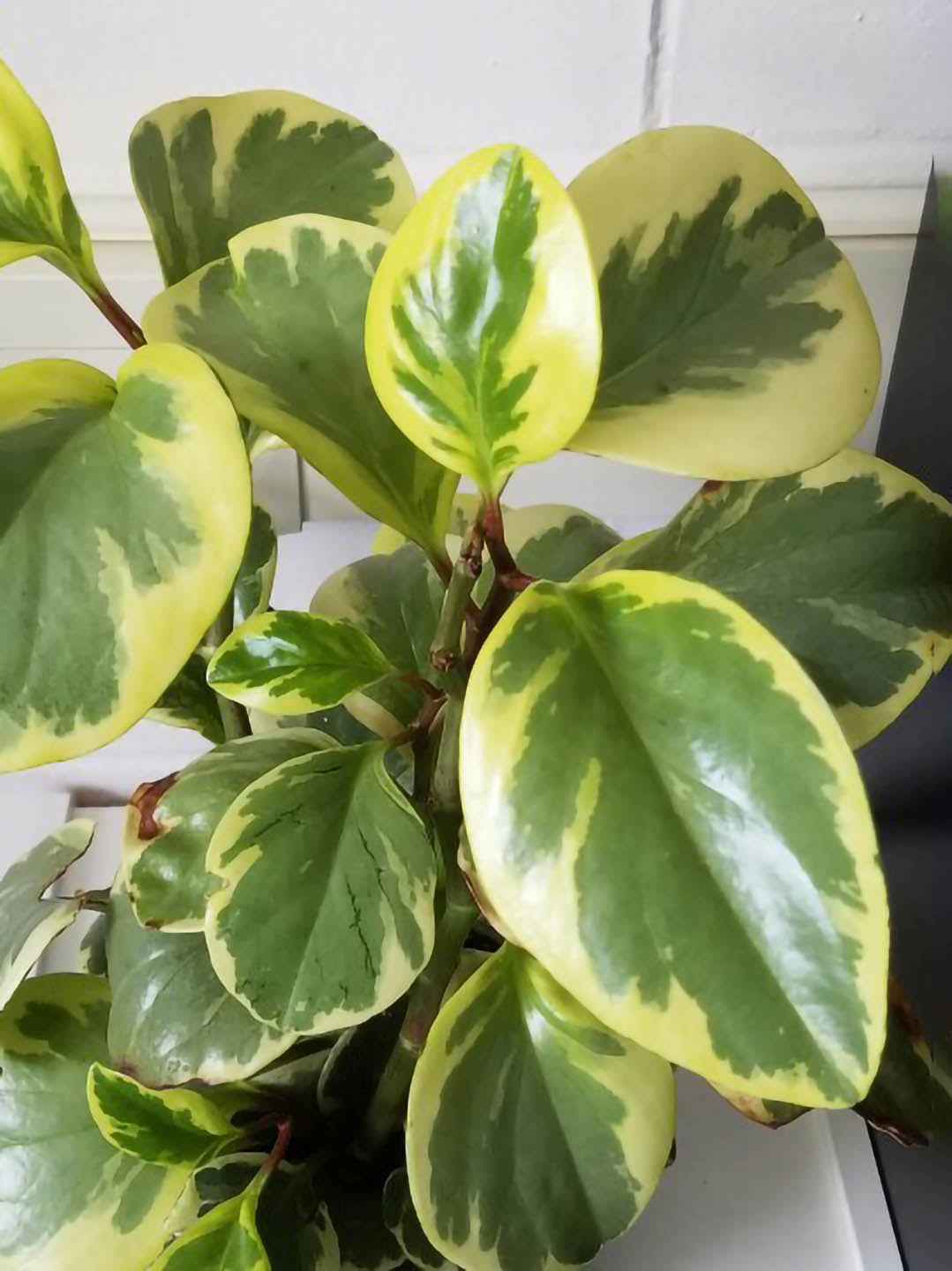 Peperomia Magnoliifolia