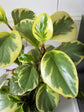 Peperomia Magnoliifolia