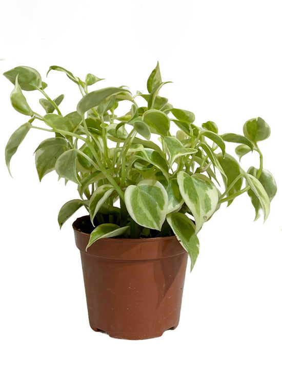 Peperomia Nitida Variegata Plant or Cupid Peperomia with Yellow Border on Green coloured leaves and Green coloured flower 
