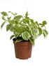 Peperomia Nitida Variegata Plant or Cupid Peperomia with Yellow Border on Green coloured leaves and Green coloured flower 