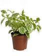 Peperomia Nitida Variegata Plant or Cupid Peperomia with Yellow Border on Green coloured leaves and Green coloured flower 
