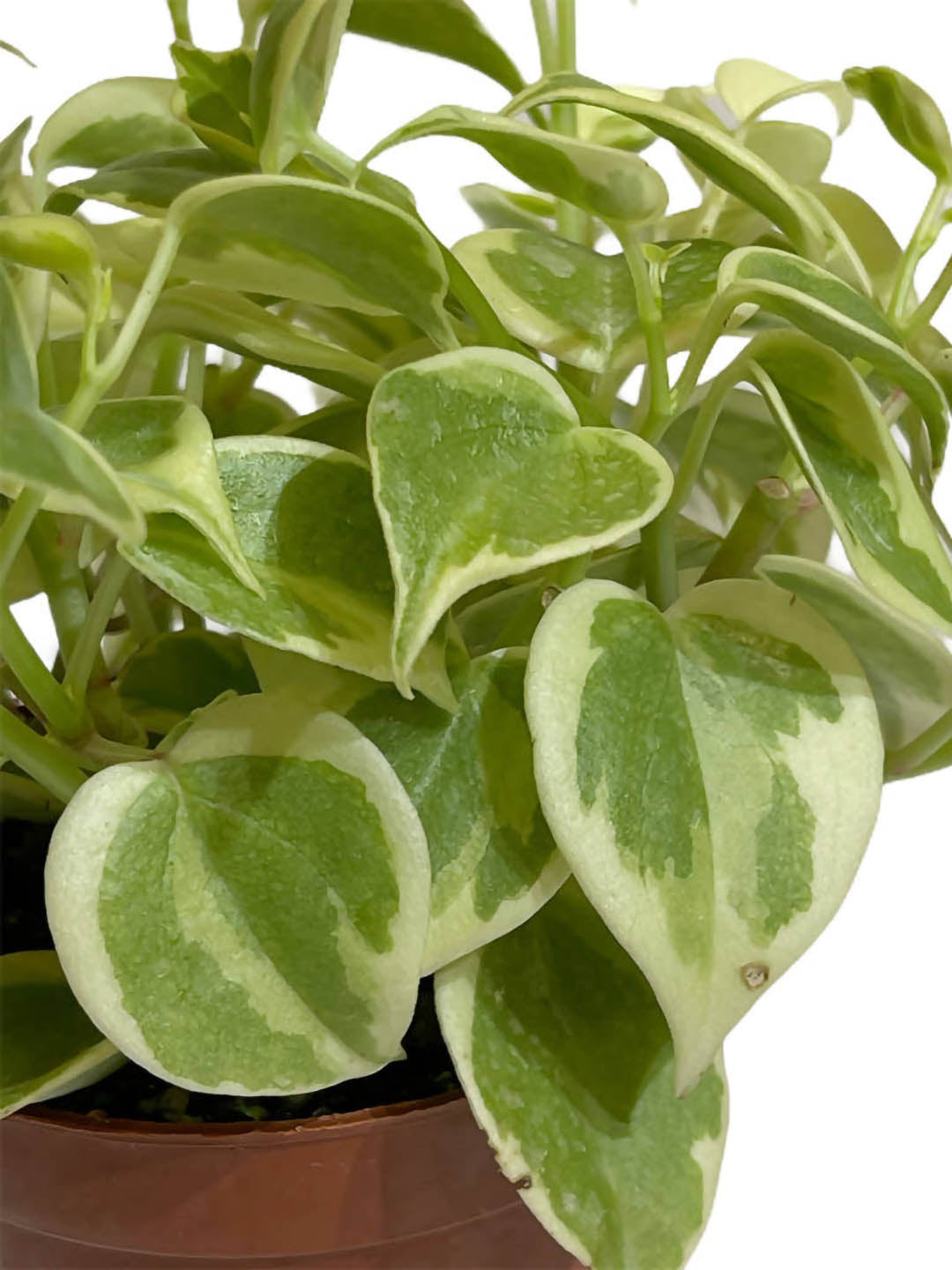 Peperomia Nitida Variegata 