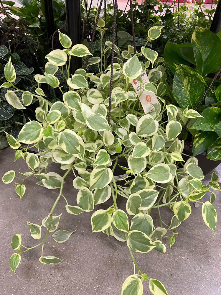 Peperomia Nitida Variegata 