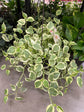 Peperomia Nitida Variegata 