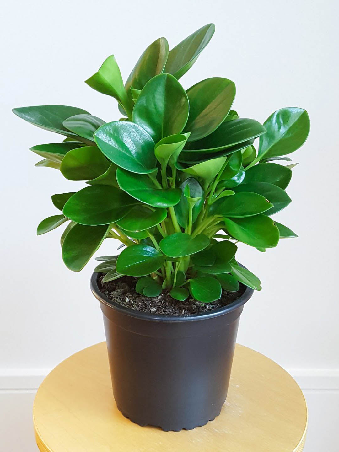 Peperomia Obtusifolia Plant or American Rubber Plant with Green coloured leaves