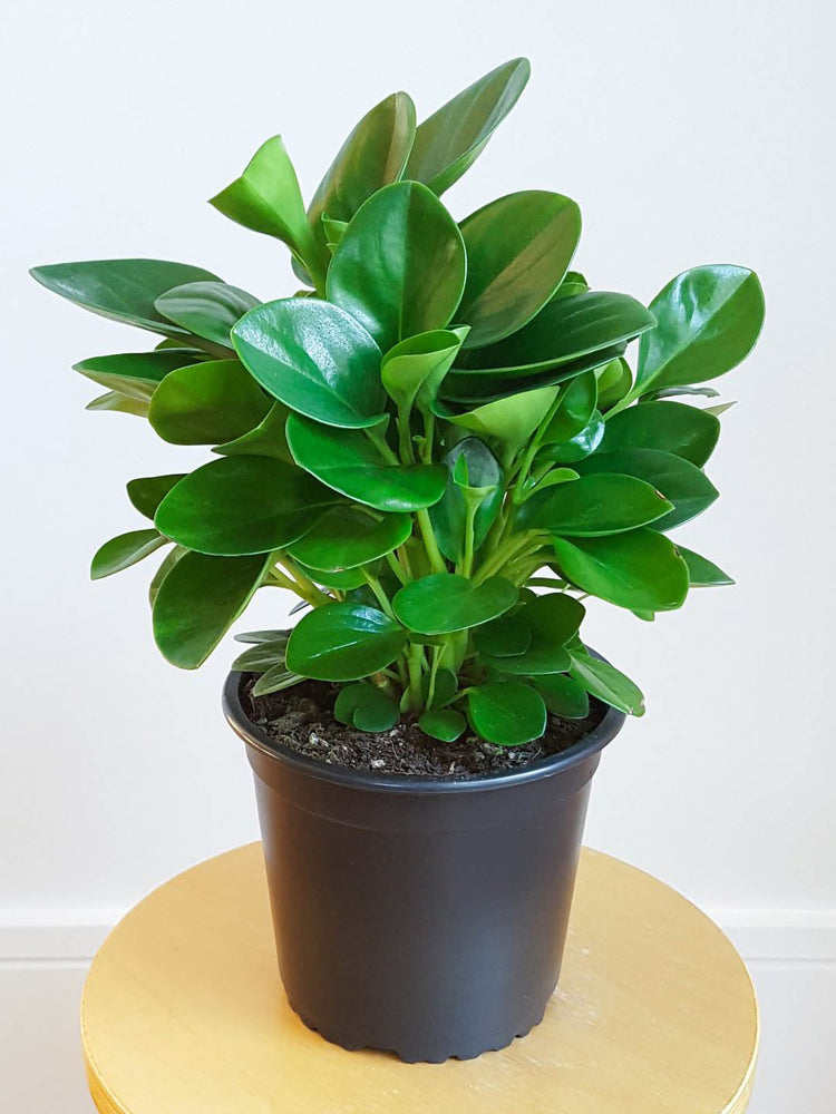 Peperomia Varieties